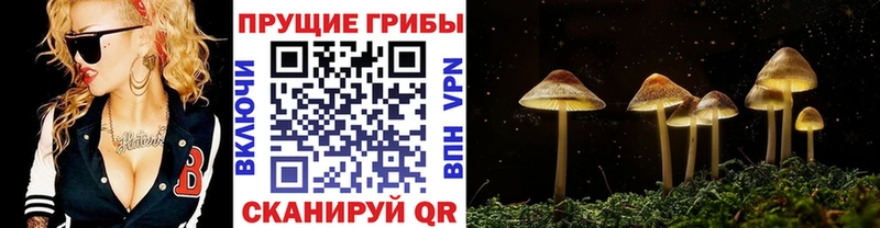 где купить наркоту  Хотьково  Псилоцибиновые грибы Psilocybine cubensis 